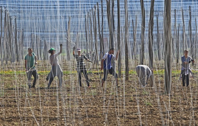 Kmetje opozarjajo, da je gradnja nasipov na območju žičnic in pravkar obnovljenih namakalnih sistemov nesmiselna. FOTO: Tadej Regent
