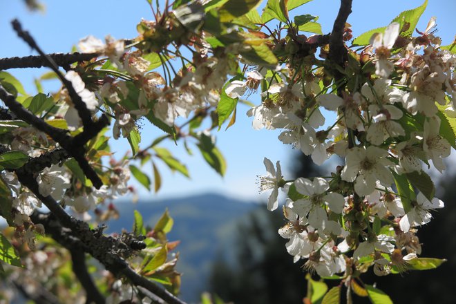 Za odpirajoče se in odprte cvetove je nevarno že, če se temperature spustijo pod minus dve stopinji Celzija. FOTO: Špela&nbsp;Ankele/Delo
