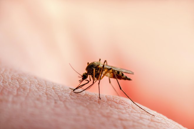 Komarji prenašajo bolezni, kot so malarija, mrzlica denga in virus zika, ki vsako leto ubijejo na stotisoče ljudi. FOTO: Shutterstock