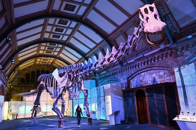 V Prirodoslovnem muzeju v Londonu je na ogled titanozver, najpopolnejši orjaški dinozaver, ki je bil kdaj koli odkrit. Odlitek enega največjih dinozavrov, kar jih je kdajkoli hodilo po Zemlji, je v na ogled v Londonu, prvič po odkritju izvirnika v Patagoniji. Foto: Justin Tallis/Afp