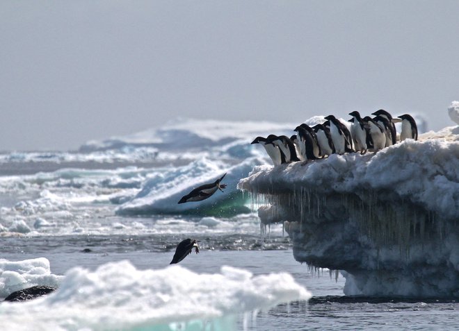 Za Antarktiko točk preloma še ne poznamo. Toda ko bomo te točke prestopili, ko bomo že toliko destabilizirali planet, da bo taljenje ledu začelo vzdrževati samo sebe, bomo imeli zelo omejene možnosti za ustavitev teh procesov, četudi bi izničili ogljične izpuste. FOTO: Rachael Herman/AFP

 