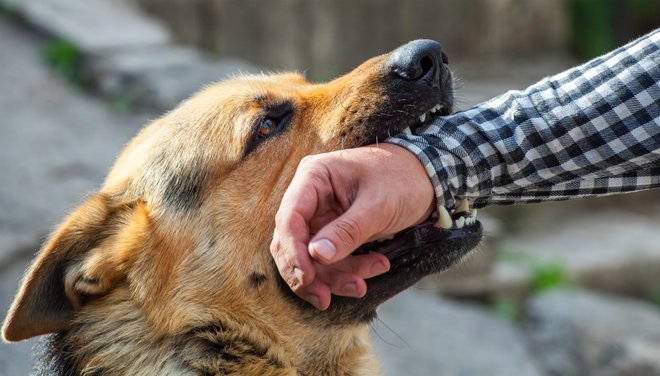 Zaradi ugriza psa ima lastnik lahko hitro škodo, ki presega deset tisoč evrov. FOTO: Dimid_86/Shutterstock