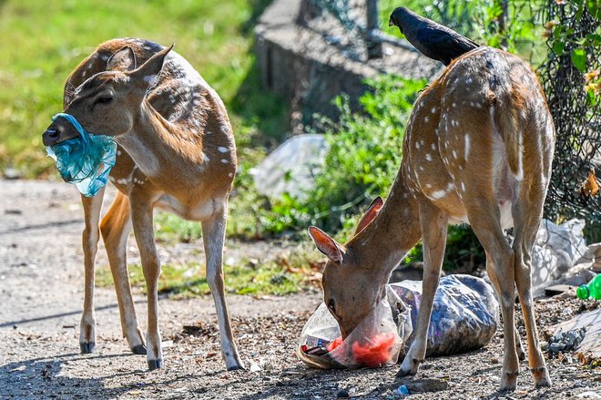 Divji jeleni išćejo hrano po smeteh, odvrženih na odprtem terenu v okrožju Trincomalee na Šrilanki. Foto: Ishara S. Kodikara/Afp