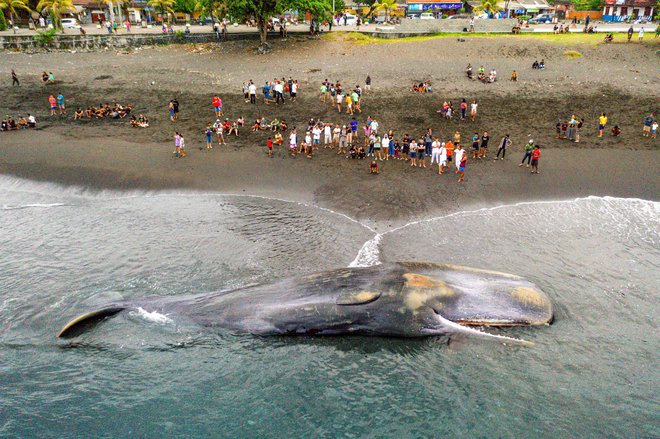 Vaščani opazujejo mrtvega kita, ki je včeraj nasedel na plaži Yeh Malet v indonezijskem mestu Klungkung a kljub pomoči tamkajšnjih prebivalcev žal ni preživel. Foto: Dicky Bisinglasi/Afp
