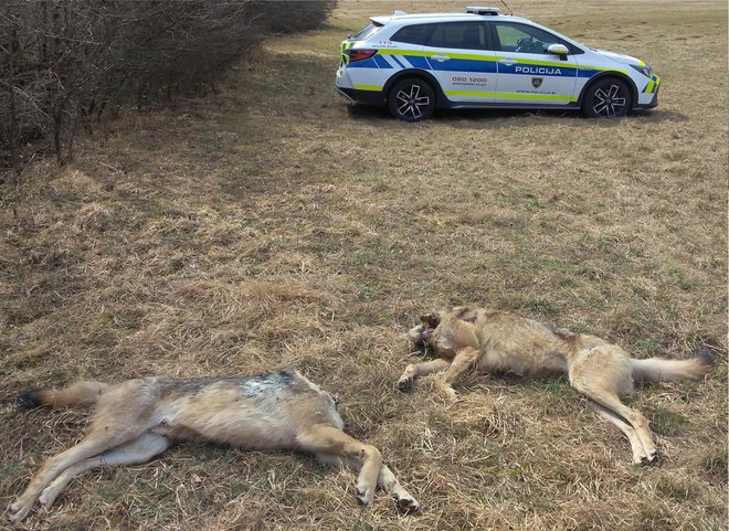 Nezakonito ustreljena volka sta bila tudi obglavljena. FOTO: Matej Bartol/Zavod za gozdove Slovenije