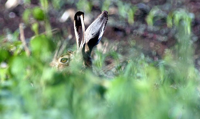 FOTO: Mavric Pivk/Delo