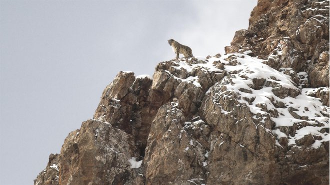 Snežni leopard. Foto TVS