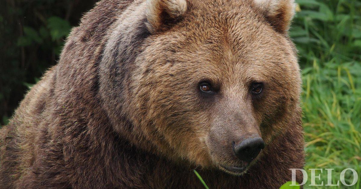 Un orso ha ucciso un corridore di 26 anni nel nord Italia