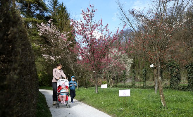 Cvetoče japonske češnje v ljubljanskem botaničnem vrtu. FOTO: Blaž Samec/DeloFOTO: 