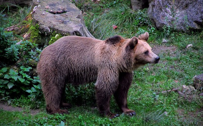 Lansko pomlad je v Sloveniji živelo okoli 1100 medvedov. FOTO: Blaž Samec/Delo