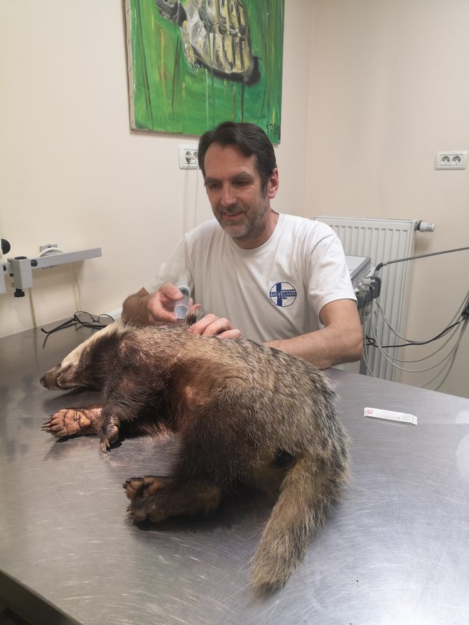 Izkušeni veterinar Marjan Kastelic je v minulem tednu reševal zlomljeno nogo jazbeca, ki mu za zdaj kaže dobro. Gospod, ki ga je zadel z avtom, se je namreč odločil, da bo plačal operacijo. FOTO: osebni arhiv