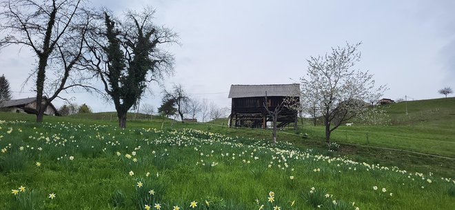 Vsaj pet različnih vrst in sort so našteli v sadovnjaku pri Prožinski vasi. FOTO: Jože Bavcon