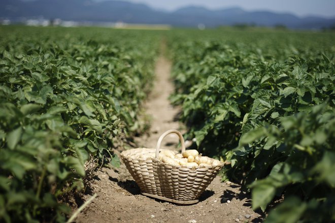 Na poti v komercializacijo je tudi sorta krompirja, odpornega na koloradskega hrošča. FOTO: Leon Vidic/Delo