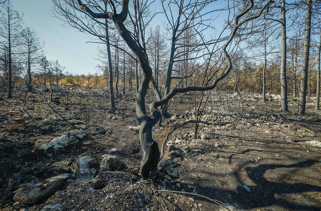 Posledice požara na Krasu. FOTO: Jože Suhadolnik/Delo