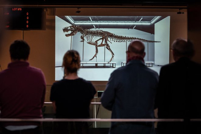 Skelet T-Rexa, ki je star 67 milijonov let in je sestavljen iz kosti treh dinozavrov, izkopanih med letoma 2008 in 2013, je bil prodan za 5,33 milijona dolarjev. Foto: Fabrice Coffrini/Afp
