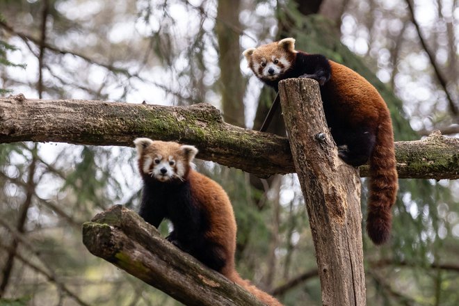 V več kot 120 živalskih vrtovih v Evropi živi 310 mačjih pand. V naravi so ogrožene. FOTO: Črt Piksi