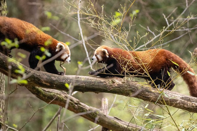 Mačji panda, čigar življenjski prostor je v vzhodni Himalaji, je na seznamu skrajno ogroženih živalskih vrst. FOTO: Črt Piksi