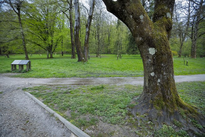 V fenološkem parku v Tivoliju je zasajenih in označenih približno 40 dreves. FOTO: Jože Suhadolnik/Delo