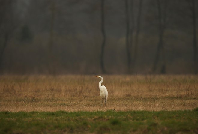 Kmetje in naravovarstveniki se ne bi smeli znajti na nasprotnih bregovih, saj si prizadevajo za isto: ohranjanje narave, da bo ta tudi v prihodnje lahko zagotavljala vitalne storitve. FOTO: Jure Eržen 