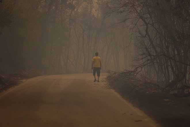 Največji požar v naravi pri nas je naravo vrnil najmanj 50 let v preteklost. FOTO: Črt Piksi/Delo
