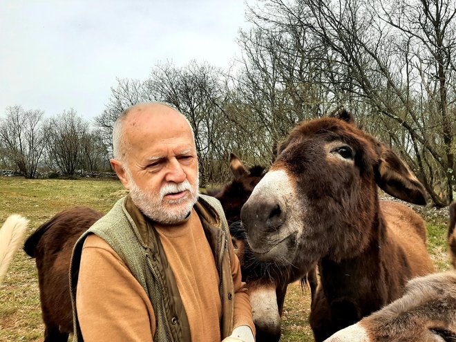 »Lahko bi gojila koze, a sva vedela, da te pametne živali nenehno tuhtajo samo, kako bi ušle iz ograde, ovce zahtevajo veliko pozornosti, konji so na Krasu vsepovsod, oslov pa nima nihče, čeprav so tako simpatični in po mojih izkušnjah tudi najmanj zahtevni med rejnimi živalmi,« pravi Stane Sušnik. FOTO: Brane Maselj