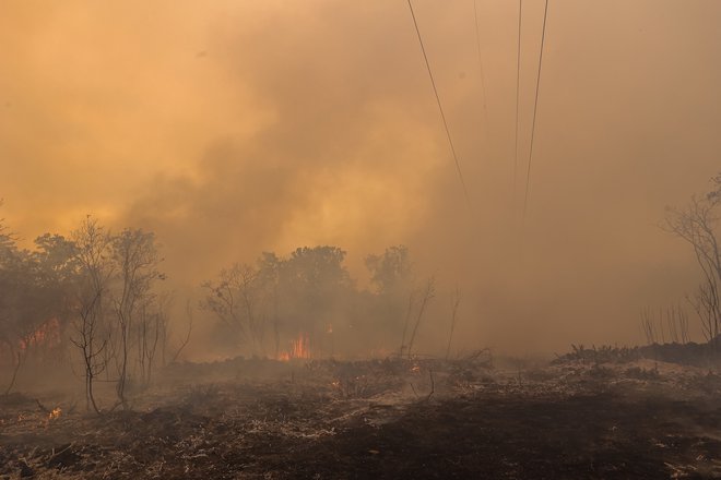 Požar je uničil 2900 hektarjev gozda. FOTO: Črt Piksi/Delo
