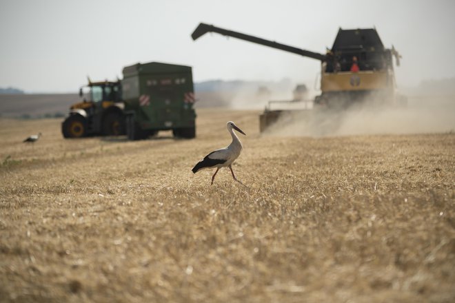 V zameno za izvoz ukrajinskega žita je Rusija dobila pravico za izvoz gnojil brez zahodnih sankcij. FOTO: Jure Eržen/Delo