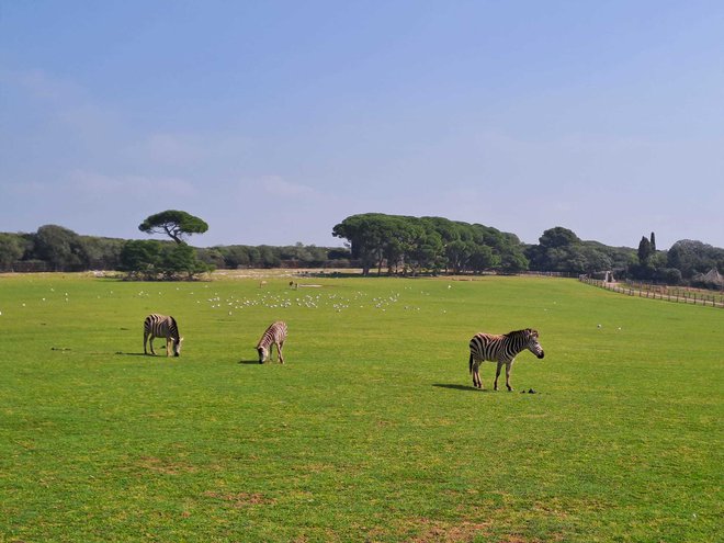 Safari park je neklasičen živalski vrt, v katerem so živali, ki jih je Tito prejel v dar od državnikov. FOTO: Anja Intihar/Delo