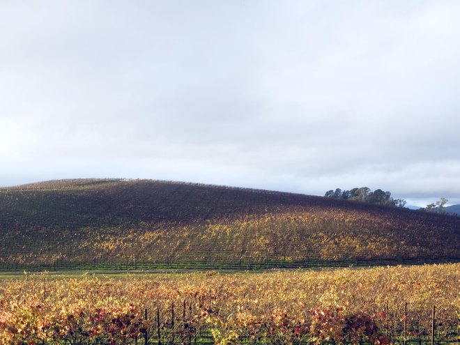 Življenje je polno nasprotij in tudi prelepi hrib z naših ekranov ni več tak, po medijskih poročilih so ga prekopali in del ga prekriva vinograd, na vrhu se je razraslo drevje. FOTO: Simon Goldin/Wikipedia