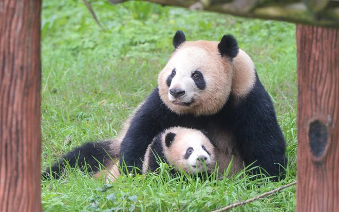 Začela bom z dvaindvajsetletno veliko medvedko panda po imenu Yaya. FOTO: Stringer/Imaginechina