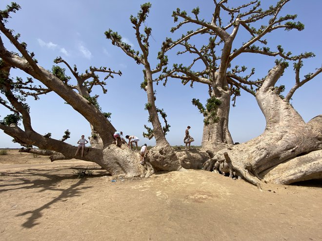 Ogromen in prastar baobab v Senegalu. FOTO: Mimi Podkrižnik