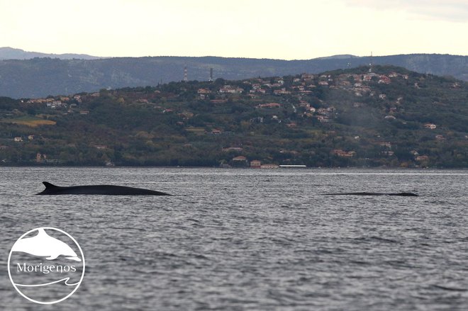 V Sloveniji so dva brazdasta zadnjič opazili novembra 2020. Dva kita v Koprskem zalivu. Foto Morigenos