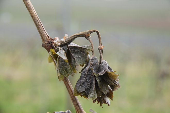 Vinogradniki niso navdušeni nad mrežami, ker grozdje ne dobi toliko sončnega obsevanja in je manj okusno. FOTO: Tomica Šuljič/Slovenske novice