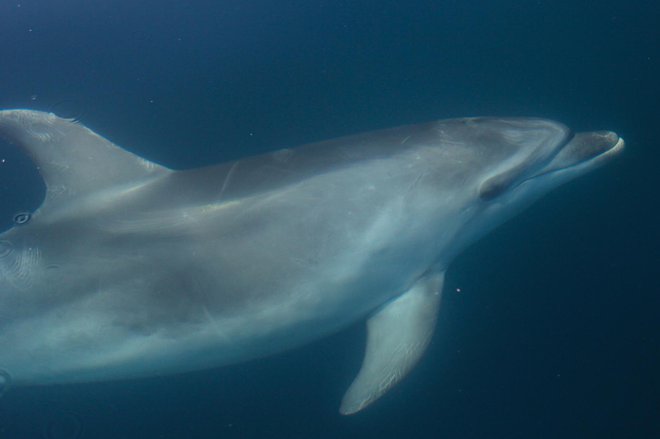 Delfini stalno uporabljajo naše vode, a se tudi stalno gibljejo zunaj njihovih meja, v vodah sosednje Italije in Hrvaške. Na tem območju živi stalno kakih 150 velikih pliskavk. FOTO: Tilen Genov/ Morigenos