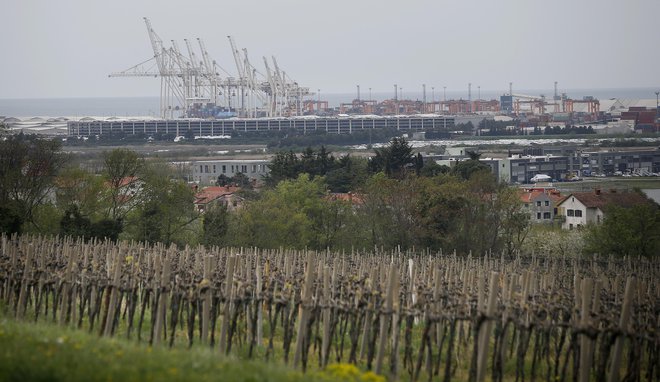 Panoga vinogradništva in vinarstva v slovenski Istri si želi strokovne podpore pri uvajanju novih prijemov, ki jih zahtevajo podnebne spremembe. FOTO: Blaž Samec/Delo