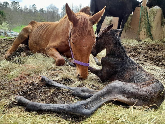 Stanje konj se je že nekoliko izboljšalo, pravijo inšpektorji. FOTO: Društvo za zaščito konj in drugih živali