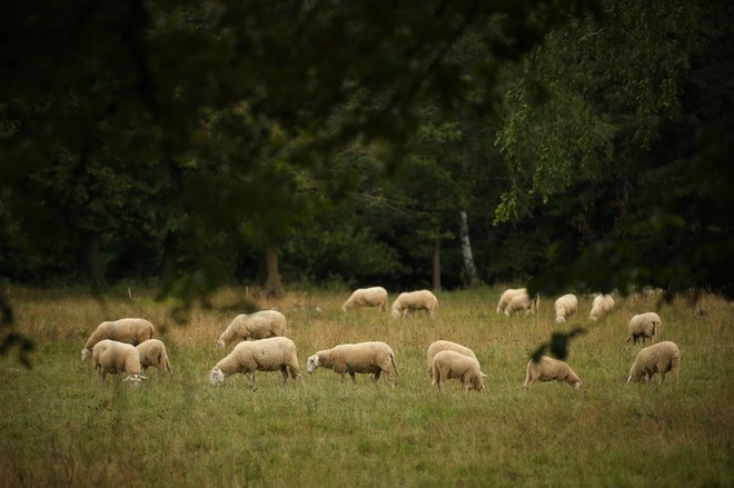 V noči na nedeljo so bile domnevno zaradi napada volka pokončane štiri ovce, dve pa sta pogrešani. Slika je simbolična. FOTO: Jure Eržen/Delo