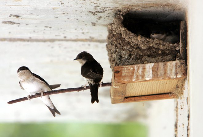 Tu, kjer živim, so se spomladi mestne lastovke vrnile – in odletele. Niso več dobrodošle. FOTO: Igor Modic