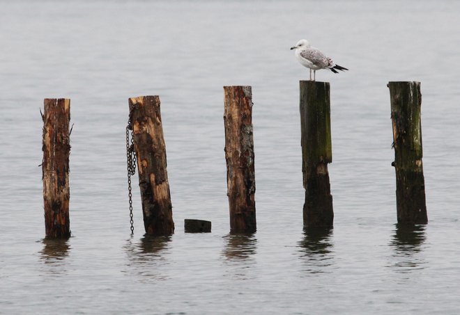 Tudi pri poginulih pticah na Ptujskem jezeru so ugotovili visoko patogeno aviarno influenco podtipa H5N1. FOTO: Tadej Regent/Delo