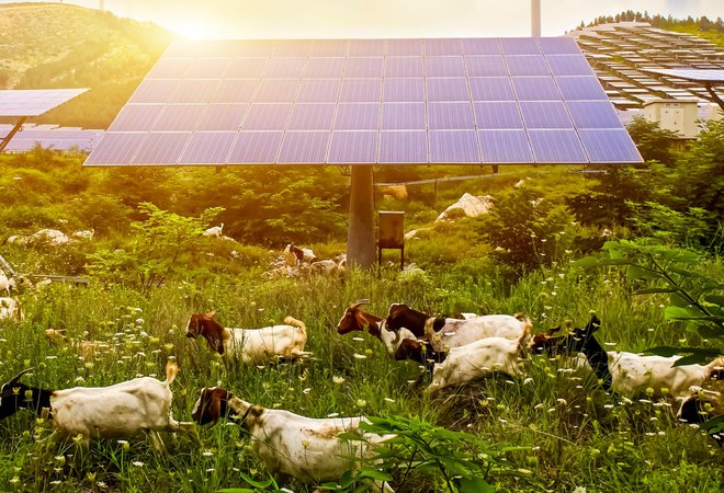 Na kmetijskih obdelovalnih površinah bi lahko gradili agro solarne elektrarne in na ta način do leta 2030 v prostor umestili za pet GW sončnih elektrarn. FOTO: Jenson/Shutterstock