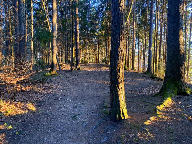 Gozd, za katerega se krajani Stare vasi borijo, da ga ne bi zaradi sprememb prostorskega načrta podrli. FOTO: Hans Avberšek