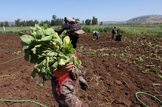 Letošnji svetovni dan brez tobaka je klic pridelovalcem tobaka, naj razmislijo o možnostih alternativnih pridelkov. FOTO: Aziz Taher/ Reuters