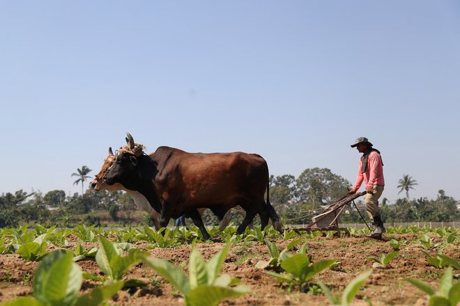 Razumevanje vzrokov in posledic v kmetijstvu nam pomaga tudi v »sodobnejših« gospodarskih panogah. FOTO:  Yander Zamora/Reuters