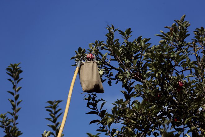 Dober primer ohranjanja biotske raznovrstnosti in nesnovne kulturne dediščine je varovanje sadovnjakov na Kozjanskem, znotraj Nature 2000. FOTO: Uroš Hočevar/Delo