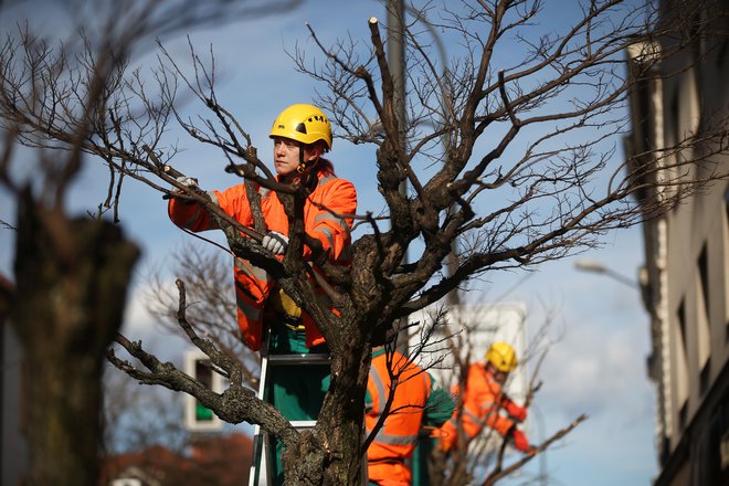 Mestne službe na območju MOL oskrbujejo 40.000 dreves in za zagotavljanje varnosti na površinah, ki niso javne, skrbijo še za dodatnih 11.800 dreves. FOTO: Jure Eržen/Delo