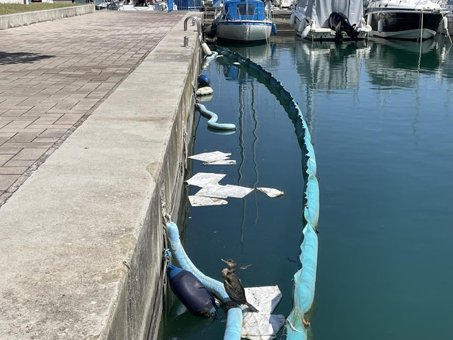 Kormoran na ogradi v akvatoriju izolske marine, iz katere s pivniki odstranjujejo gorivo, ki se z obale spira v morje. FOTO: Občina Izola