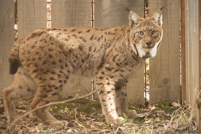 V Živalskem vrtu Ljubljana v sodelovanju s projektom LIFE Lynx danes pripravljajo dan risa, v okviru katerega bodo obiskovalce ozaveščali o vlogi risov v Sloveniji in širili zavest o njihovem ohranjanju. FOTO: Jure Eržen/Delo