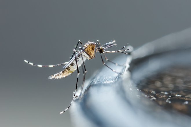 Gre za sterilne samce vrste Aedes albopictus, ki ne pičijo in so jih tako kot lani tudi letos uvozili iz Bologne. FOTO: Shutterstock