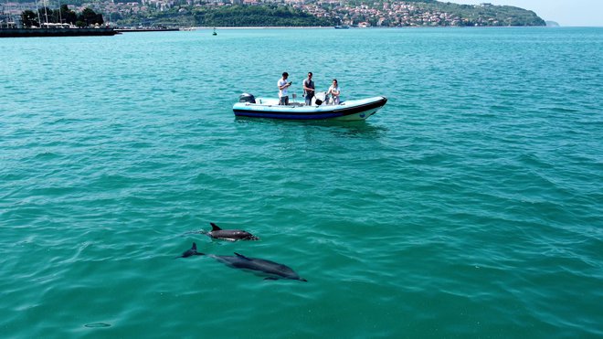 Od leta 2002 so v slovenskih in okoliških vodah (raziskujejo lahko tudi v hrvaških in italijanskih vodah) fotoidentificirali več kot 400 delfinov. FOTO: Morigenos