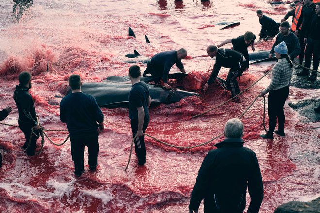 Ljudje lovijo delfine v Leynarju. Na Ferskih otokih je bilo od maja, ko se je ponovno začel sporni lov na delfine, ubitih več kot 500 delfinov, so sporočile lokalne oblasti na danskem avtonomnem ozemlju v severnem Atlantiku. Foto: Handout/Afp